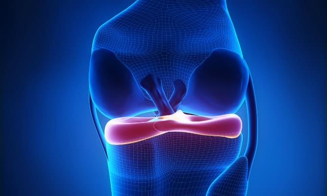 Anatomie du ménisque